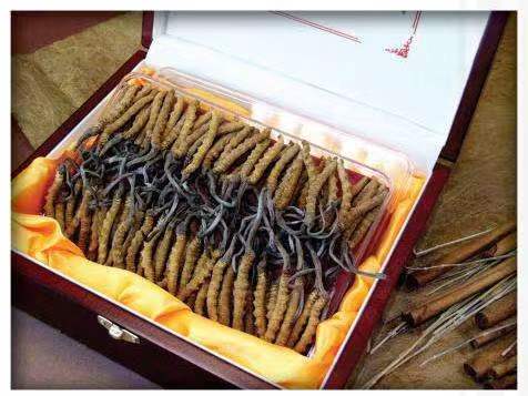 南漳冬虫夏草回收